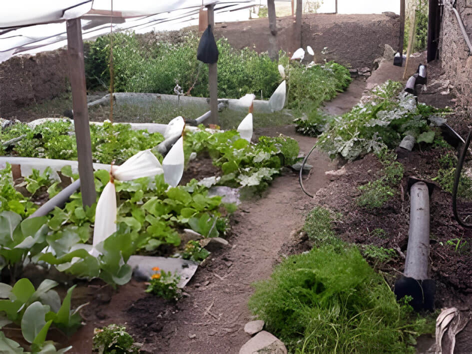 Inside a RIDS greenhouse in Nepal with vegetables growing in separate beds