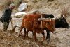 Man with two bulls in Humla village.