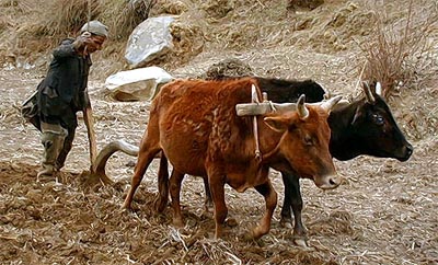 Man with two bulls in Humla village.